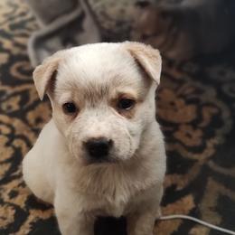 Left Eye - Red mottled male Australian Cattle Dog puppy in Morganton, North Carolina from Trinity C Acres