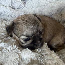 Shih Tzu Puppies from Michi Shih-Tzu