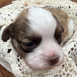 Barney - Brown and white male Shichon puppy in Bradford, Ohio from Ted E. Bear Patch