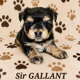 Sir GALLANT - Black and tan male Yorkshire Terrier puppy in Michigan from TenderLittleCuties
