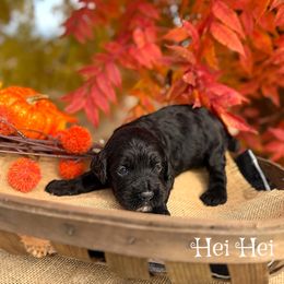 Hei Hei - Black male Cockapoo puppy in Clinton, Oklahoma from Enchanted Spaniels