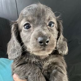 Diplodocus Boy 1 - Blue and cream male Dachshund puppy in Bigfork, Minnesota from Dachshunds Up North