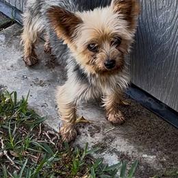 Hershey - Yorkshire Terrier
