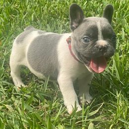 French Bulldogs from Oakmont Frenchies