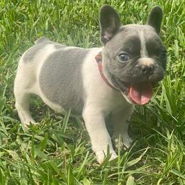 French Bulldogs from Oakmont Frenchies