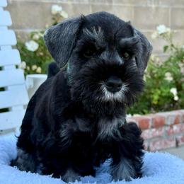 Mr Green - Salt and pepper male Miniature Schnauzer puppy in Wildomar, California from My Angel Schnauzers