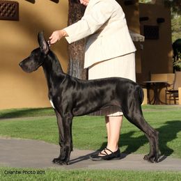 Great Dane Puppies from Dunn Right Ranch