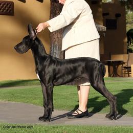 Great Dane Puppies from Dunn Right Ranch