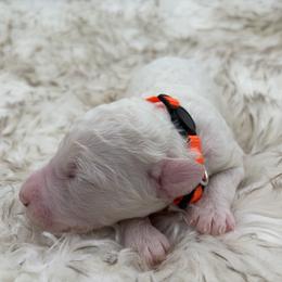 Poodle Puppies from Wild Suns Farm