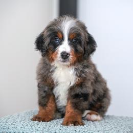 Chipotle - Blue merle male Bernedoodle puppy in Dundee, Ohio from Down Home Doodle