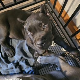 Girl 1 - Black female Cane Corso puppy in Dunnellon, Florida from Touch of Spice Kennels
