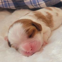 Boy 2 - Blenheim male Cavalier King Charles Spaniel puppy in Castorland, New York from Faithful Friends Cavaliers