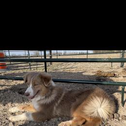 Australian Cattle Dog, Australian Shepherd, Companion Cross, and Miniature Australian Shepherd Puppies from MK Aussies