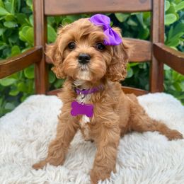 Lavender - Red female Cavapoo puppy in Wellington, Florida from Heritage Home Cavapoos