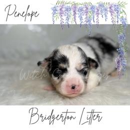 Penelope - Blue merle and white female American Corgi puppy in Greenwood, Indiana from Witch Creek Corgis