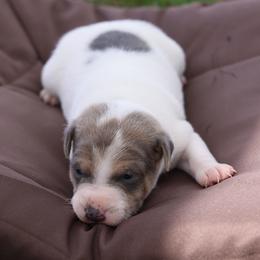 Molly - Tri-color female Jack Russell Terrier puppy in West Bend, Iowa from Blue Skies Terriers