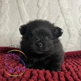 HOLD AKC MORTICIA - Black female Pomeranian puppy in Watkins Glen, New York from Wicked Spirits Pomeranians
