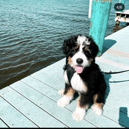 Bernedoodle, Bernese Mountain Dog, and Poodle Puppies from NJ Bernedoodles