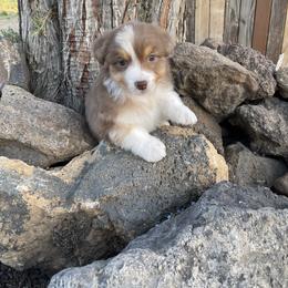 Australian Shepherd Puppies from Storybrooke Australian Shepherds