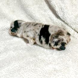Robin - Blue merle female Australian Shepherd puppy in Saint Maries, Idaho from North Idaho Aussies