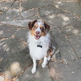 Miniature Australian Shepherd and Toy Australian Shepherd All Grown Up from Rolling Ridge Farms