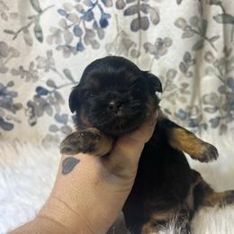 Boy 3 - Black and tan male Shih Tzu puppy in Tenino, Washington from Fantasy Realm Shih Tzus