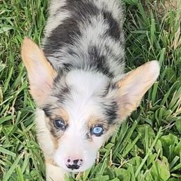 Boy 1 - Blue merle and white male American Corgi puppy in Odessa, Missouri from LOYAL T K9's CORGIS