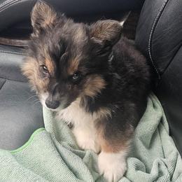 Kit (aka: knight Rider) - Black and tan male Pembroke Welsh Corgi puppy in New Hampshire from Muddy Paws Corgis