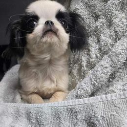 Ceasar - Black and white male Japanese Chin puppy in Salem, Oregon from Chinnychinchinofsalem