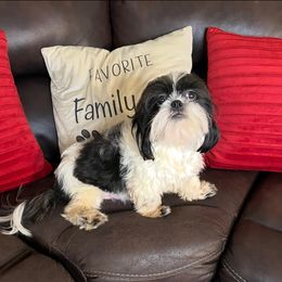 MAMA MIA - Shih Tzu