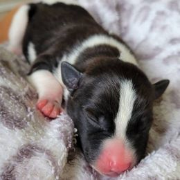 Black Puppy Boy - Black and white male Rat Terrier puppy in Concord, California from Dal Cais Rat Terriers