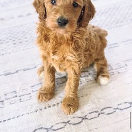 Sandy - Red female Bernedoodle puppy in Orland, California from Shockley’s Elite Doodles