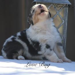 Australian Shepherd Puppies from Knight's Aussies