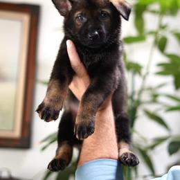 Lux - Sable male German Shepherd puppy in Coarsegold, California from Yosemite Shepherds