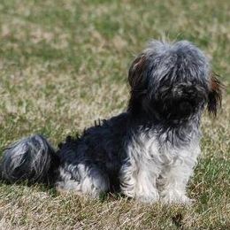 Havanese puppies from Bydand Newfoundlands