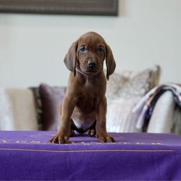 Light Pink Girl - Red female Redbone Coonhound puppy in Shreveport, Louisiana from BAFERD Kennels
