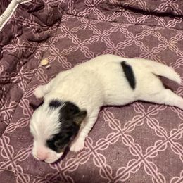 Pied Piper - Tri-color male Russell Terrier puppy in Viper, Kentucky from Mountain Top