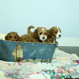 Australian Labradoodle Puppies from Lake Breeze Labradoodles