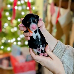 Donner - Tri-color male Bernedoodle puppy in Beaumont, Texas from Joy's Dood Ranch