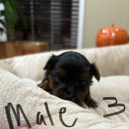 Boy 3 - Black and tan male Yorkshire Terrier puppy in Chesapeake, Virginia from Your Key Breeder