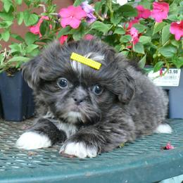 Patsy - Blue female Shih Tzu puppy in Wild Rose, Wisconsin from Sorenson's Shih-tzus