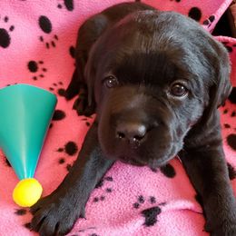 Labrador Retriever Puppies from Prairie Rose Retrievers