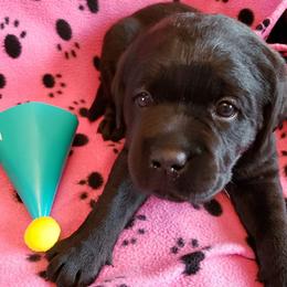 Labrador Retriever Puppies from Prairie Rose Retrievers
