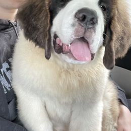 Saint Bernard Puppies from Still River Saints