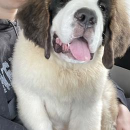 Saint Bernard Puppies from Still River Saints