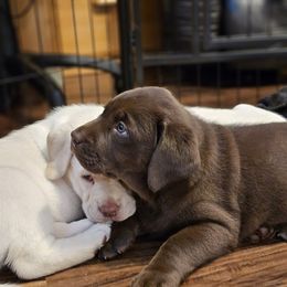 Labrador Retriever Puppies from Walnut Creek English Labs