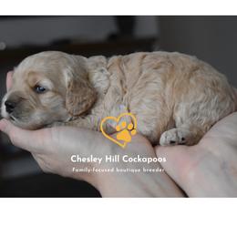 Cockapoo Puppies from Chesley Hill Cockapoos