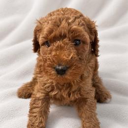 Yellow girl - Red  female Goldendoodle puppy in Vian, Oklahoma from Dog Days Doodles
