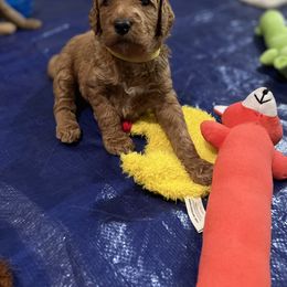 Goldendoodle Puppies from GG's Doodles