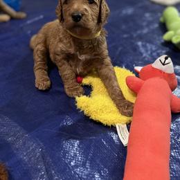 Goldendoodle Puppies from GG's Doodles